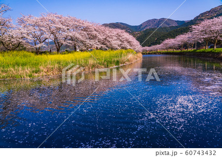 (静岡県)松崎町・那賀川の桜 花筏 (静岡県)松崎町・那賀川の桜 花筏 60743432