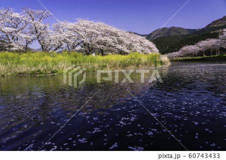 (静岡県)松崎町・那賀川の桜 花筏 (静岡県)松崎町・那賀川の桜 花筏 60743433