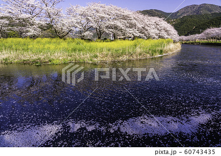 (静岡県)松崎町・那賀川の桜 花筏 (静岡県)松崎町・那賀川の桜 花筏 60743435