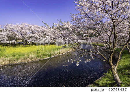 （静岡県）松崎町・那賀川の桜　花筏 60743437
