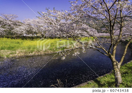 （静岡県）松崎町・那賀川の桜　花筏 60743438