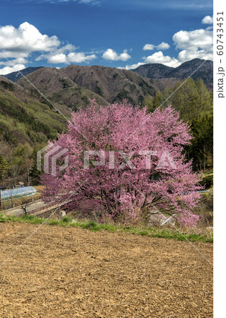 山村の山桜 山村の山桜 60743451