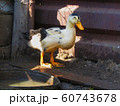 Duck on the farm 60743678
