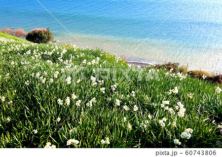 灘黒岩水仙郷 灘黒岩水仙郷 60743806