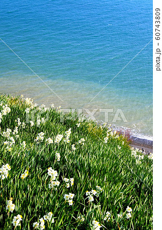 灘黒岩水仙郷 60743809