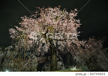 円山公園の枝垂れ桜ライトアップ 円山公園の枝垂れ桜ライトアップ 60744003