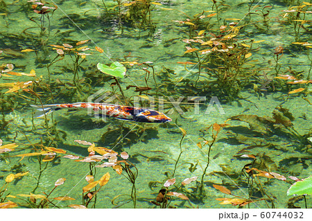 モネの池 60744032