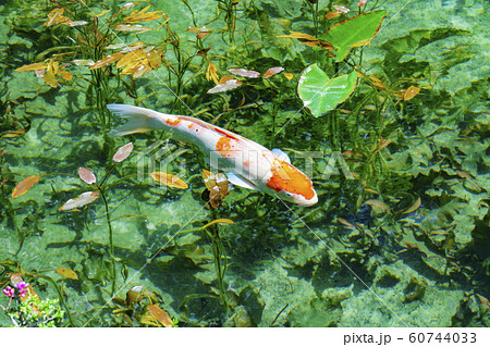 モネの池 60744033