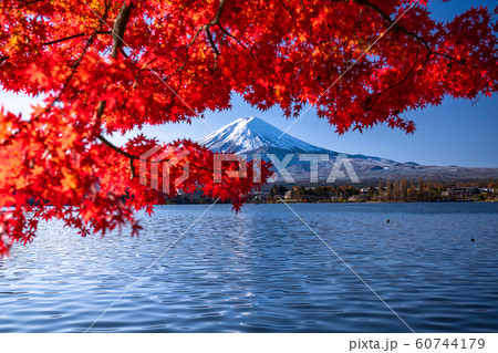 《山梨県》日本の秋・富士山と紅葉 《山梨県》日本の秋・富士山と紅葉 60744179