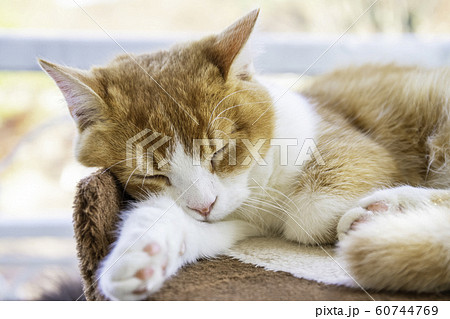 リラックスして昼寝するかわいい猫 の写真素材 [60744769] - PIXTA