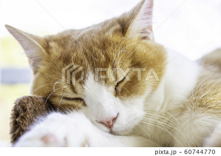 リラックスして昼寝するかわいい猫 リラックスして昼寝するかわいい猫 60744770