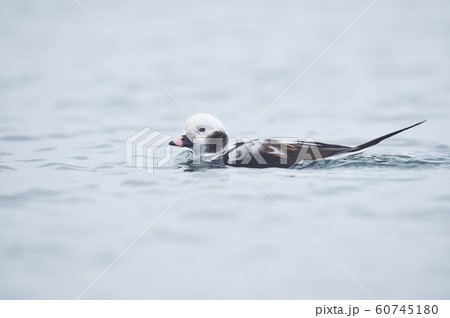 コオリガモのオス(北海道) コオリガモのオス(北海道) 60745180