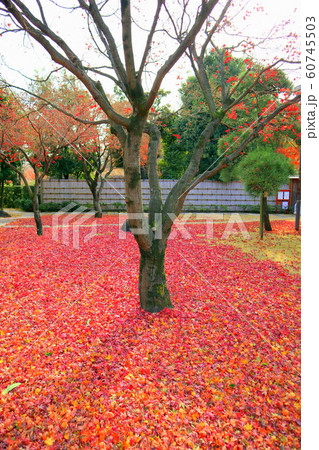 こしがや能楽堂 花田苑の紅葉 落葉 12月 埼玉県越谷市の写真素材