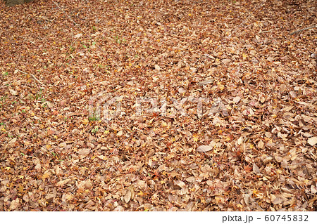 落ち葉 60745832