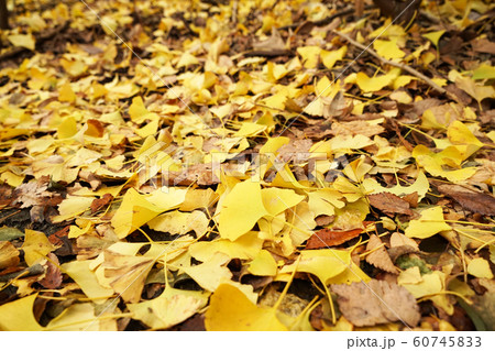 落ち葉 60745833