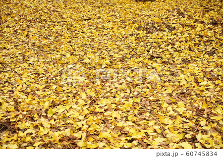 落ち葉 60745834