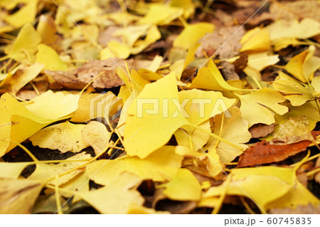 落ち葉 60745835
