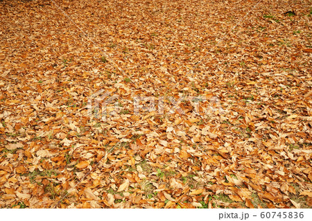 落ち葉 60745836