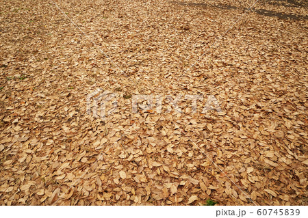 落ち葉 落ち葉 60745839