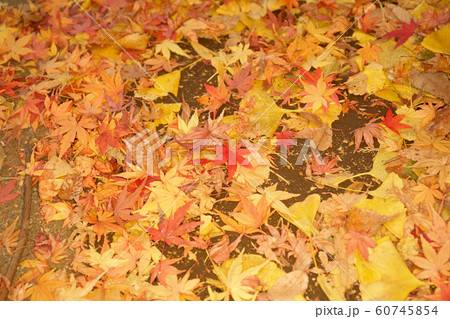 落ち葉 60745854