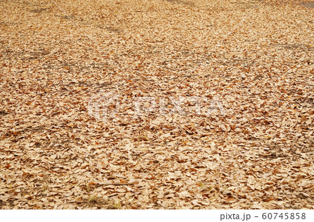 落ち葉 60745858