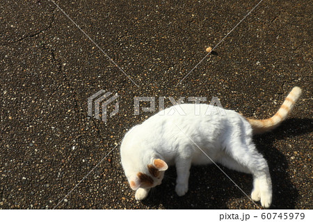野良猫:シロ:遊び:冬の公園 野良猫:シロ:遊び:冬の公園 60745979