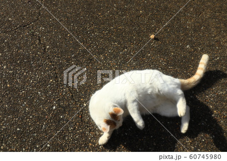 野良猫:シロ:遊び:冬の公園 野良猫:シロ:遊び:冬の公園 60745980