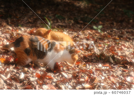 野良猫：日向ぼっこ：仲良し：冬の公園 60746037
