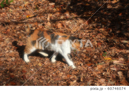 野良猫:日向ぼっこ:仲良し:冬の公園 野良猫:日向ぼっこ:仲良し:冬の公園 60746074