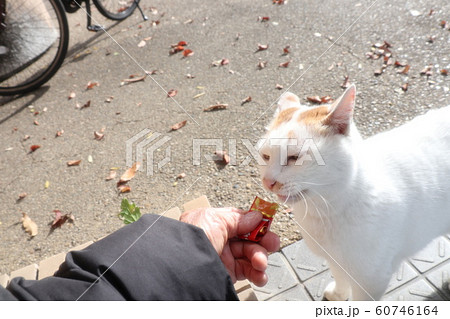 野良猫:おやつ&餌:冬の公園 野良猫:おやつ&餌:冬の公園 60746164