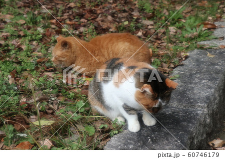 野良猫:日向ぼっこ:仲良し:冬の公園 野良猫:日向ぼっこ:仲良し:冬の公園 60746179