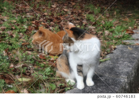 野良猫:日向ぼっこ:仲良し:冬の公園 野良猫:日向ぼっこ:仲良し:冬の公園 60746183