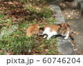野良猫:日向ぼっこ:仲良し:冬の公園 野良猫:日向ぼっこ:仲良し:冬の公園 60746204