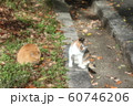 野良猫:日向ぼっこ:仲良し:冬の公園 野良猫:日向ぼっこ:仲良し:冬の公園 60746206