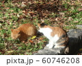 野良猫:日向ぼっこ:仲良し:冬の公園 野良猫:日向ぼっこ:仲良し:冬の公園 60746208