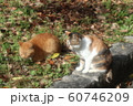 野良猫:日向ぼっこ:仲良し:冬の公園 野良猫:日向ぼっこ:仲良し:冬の公園 60746209