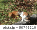 野良猫:日向ぼっこ:仲良し:冬の公園 野良猫:日向ぼっこ:仲良し:冬の公園 60746210