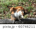 野良猫:日向ぼっこ:仲良し:冬の公園 野良猫:日向ぼっこ:仲良し:冬の公園 60746211