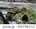 野良猫:日向ぼっこ:仲良し:冬の公園 野良猫:日向ぼっこ:仲良し:冬の公園 60746212