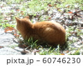 野良猫:日向ぼっこ:とら猫し:冬の公園 野良猫:日向ぼっこ:とら猫し:冬の公園 60746230