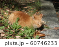 野良猫:日向ぼっこ:とら猫:冬の公園 野良猫:日向ぼっこ:とら猫:冬の公園 60746233