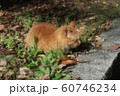 野良猫:日向ぼっこ:とら猫:冬の公園 野良猫:日向ぼっこ:とら猫:冬の公園 60746234