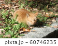 野良猫:日向ぼっこ:とら猫:冬の公園 野良猫:日向ぼっこ:とら猫:冬の公園 60746235