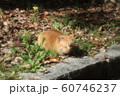 野良猫:日向ぼっこ:とら猫:冬の公園 野良猫:日向ぼっこ:とら猫:冬の公園 60746237
