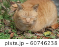 野良猫:日向ぼっこ:とら猫:冬の公園 野良猫:日向ぼっこ:とら猫:冬の公園 60746238