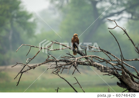 western marsh harrier or Circus aeruginosus a large harrier perched on tree trunk with scenic green background at keoladeo national park, bharatpur, rajasthan, india western marsh harrier or Circus aeruginosus a large harrier perched on tree trunk with scenic green background at keoladeo national park, bharatpur, rajasthan, india 60746420