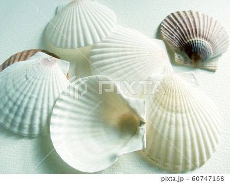 貝がら ヒオウギ貝の貝がら 写真素材 [1086646] - フォトライブラリー