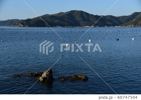 宇和海の真珠の養殖場 宇和海の真珠の養殖場 60747504