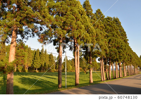 トラピスト修道院の並木道 60748130