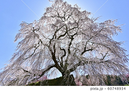 又兵衛桜 60748934